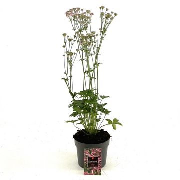 Astrantia major 'Roma'