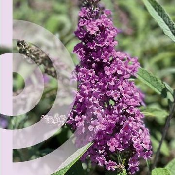 Buddleja davidii BUZZ VIOLET