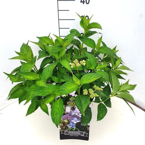 Hydrangea serrata 'Bluebird'