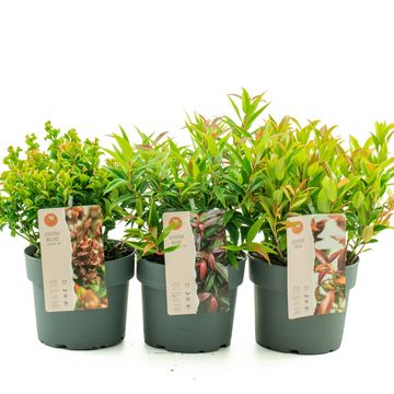 Leucothoe axillaris MIX