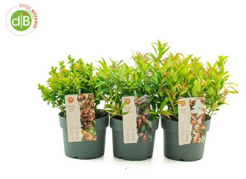 Leucothoe axillaris MIX