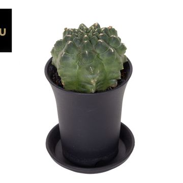 Gymnocalycium mihanovichii 'Transformer'