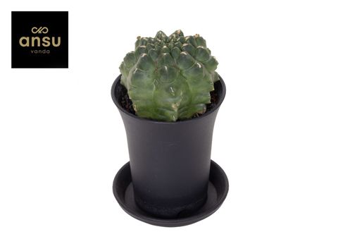 Gymnocalycium mihanovichii 'Transformer'
