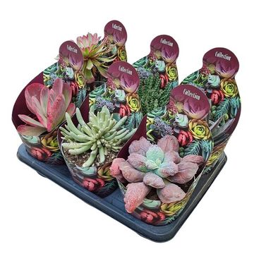 Succulente MIX