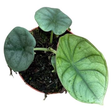 Alocasia nebula 'Imperialis'