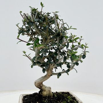Olea europaea sylvestris