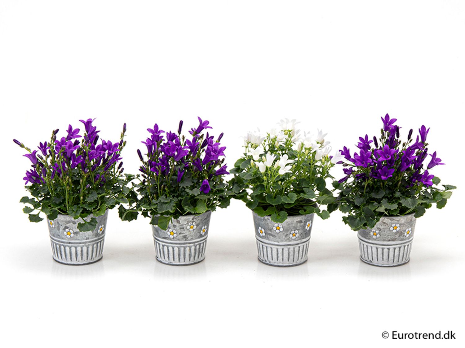 Campanula portenschlagiana MIX — Plant Wholesale FlorAccess