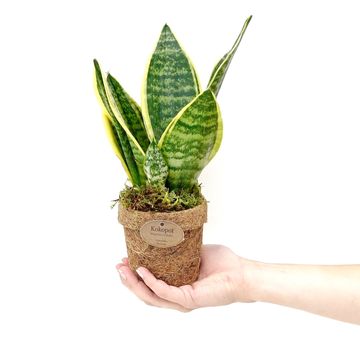Sansevieria trifasciata 'Yellow Stripe'