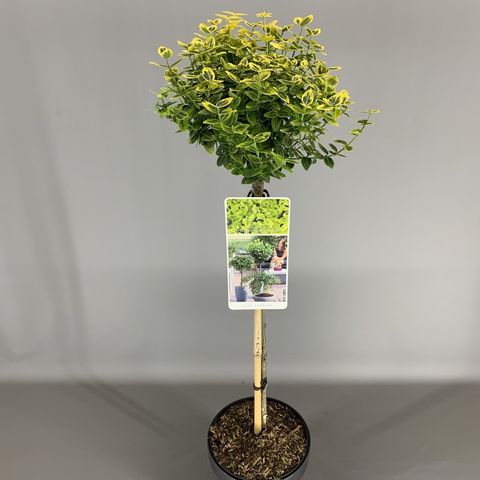 Euonymus fortunei 'Emerald 'n' Gold' — Plant Wholesale FlorAccess