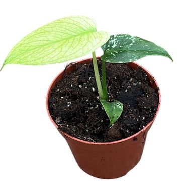 Monstera MINT
