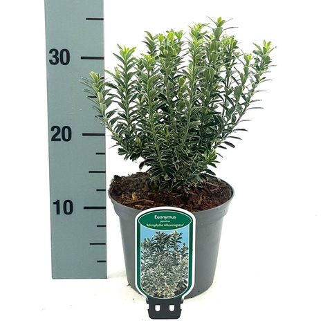 Euonymus japonicus 'Microphyllus Albovariegatus'