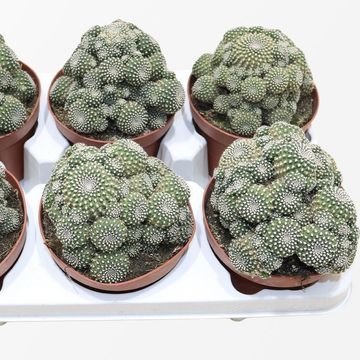 Sulcorebutia heliosoides