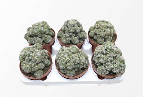 Sulcorebutia heliosoides