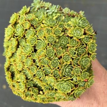 Sedum pachyclados 'White Diamond'