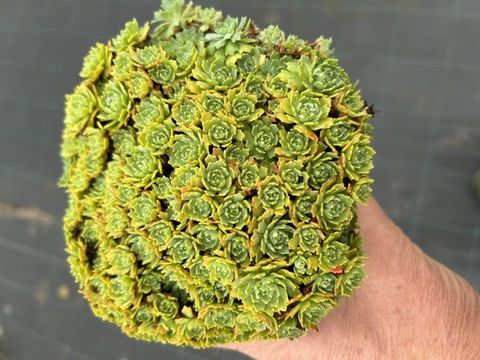 Sedum pachyclados 'White Diamond'