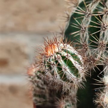 Echinopsis 'Haku-jo Maru'