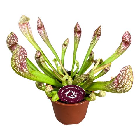 Sarracenia 'Scarlet Belle'