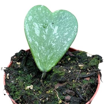 Hoya kerrii 'Splash'