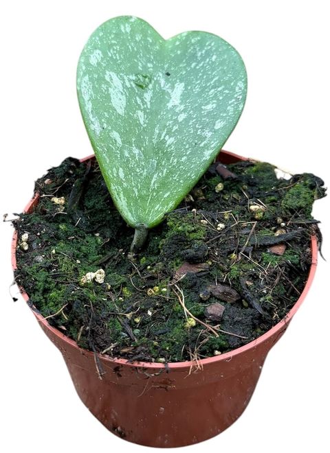 Hoya kerrii 'Splash'