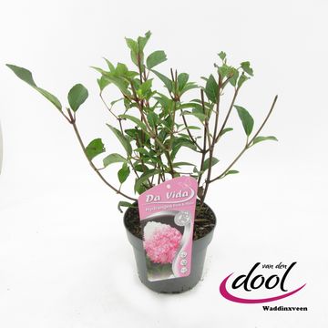 Hydrangea paniculata LIVING PINK & ROSE