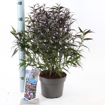 Strobilanthes anisophylla BRUNETTHY