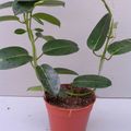 Stephanotis floribunda