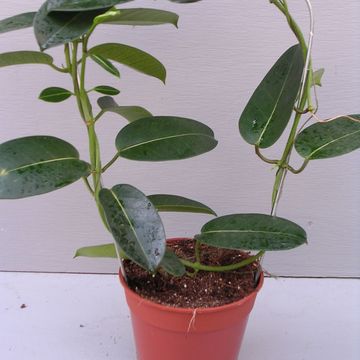 Stephanotis floribunda