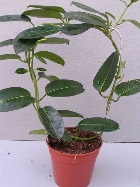 Stephanotis floribunda