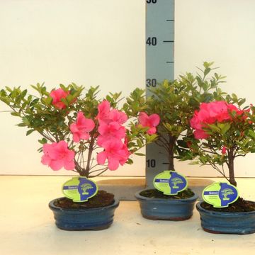 Rhododendron indicum