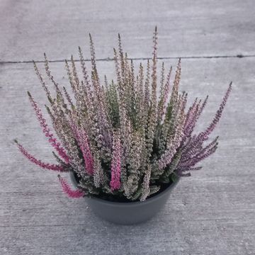 Calluna vulgaris BEAUTY LADIES STARLIGHT MELODY