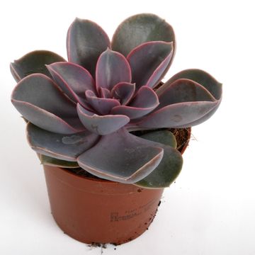 Echeveria 'Perle von Nürnberg'