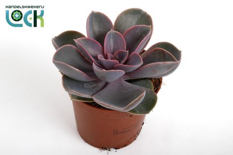 Echeveria 'Perle von Nürnberg'