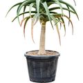 Aloe bainesii