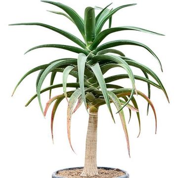 Aloe bainesii