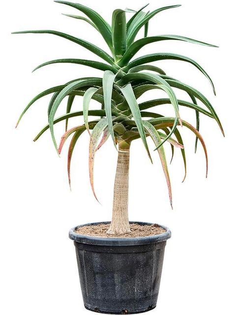 Aloe bainesii