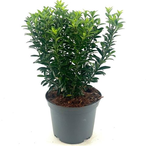 Euonymus japonicus 'Microphyllus'