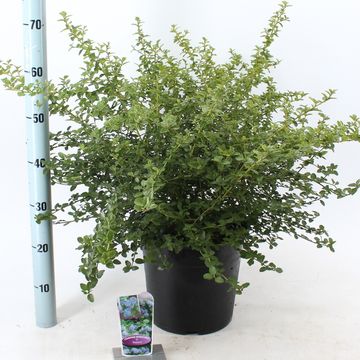 Ceanothus thyrsiflorus repens