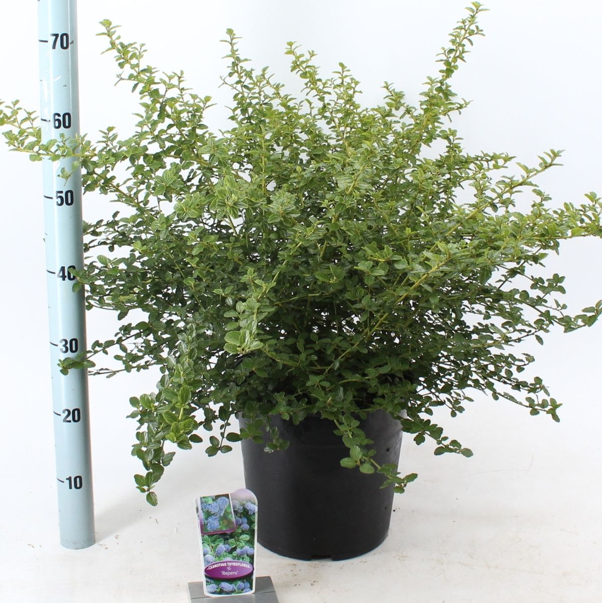 Céanothe Repens - Plante Vivace à Fleurs Violettes - Persistante - Pot 17 Cm, Hauteur 60-70 Cm - 3