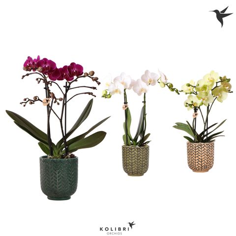 Phalaenopsis MIX