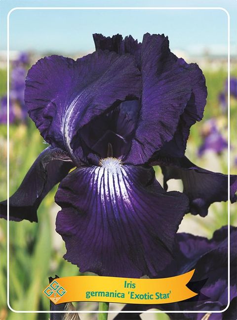 Iris 'Exotic Star'