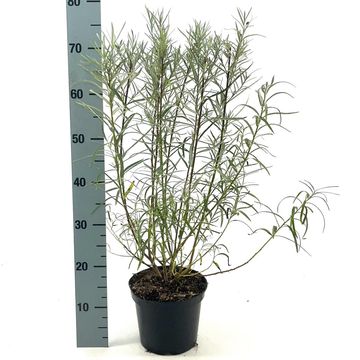 Salix rosmarinifolia