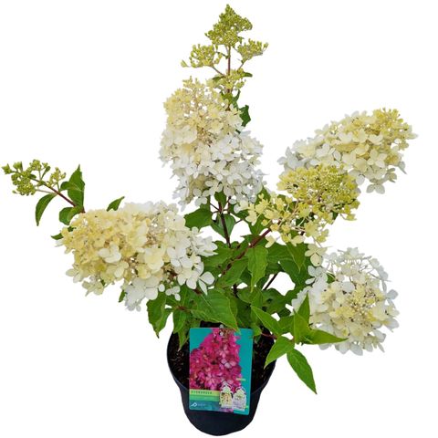 Hydrangea paniculata PETITE LANTERN