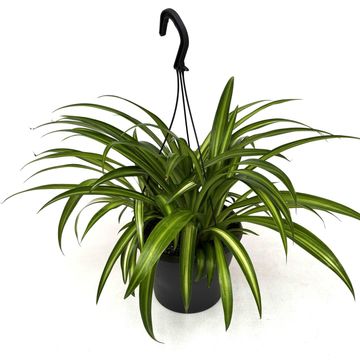 Chlorophytum comosum 'Hawaiian Spider'