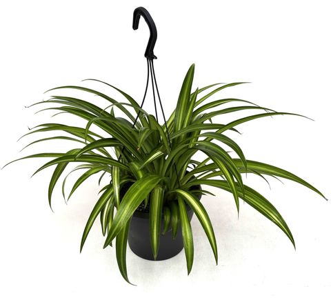 Chlorophytum comosum 'Hawaiian Spider'