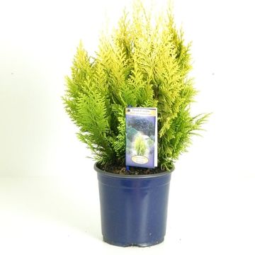 Chamaecyparis lawsoniana 'Ivonne'