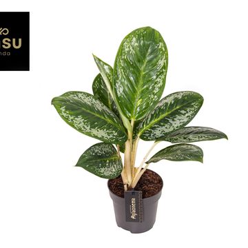 Aglaonema 'Onyx Green'