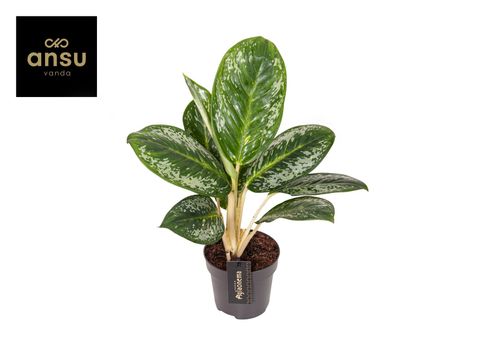 Aglaonema 'Onyx Green'