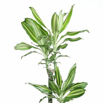 Dracaena fragrans 'Silver Dream'