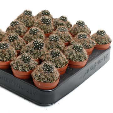 Lobivia 'Van der Hoeven'