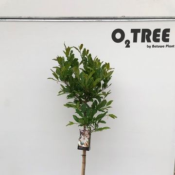 Magnolia stellata 'Rosea'